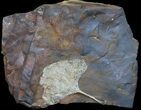 Stunning Fossil Ginkgo Leaf From North Dakota #39012-1